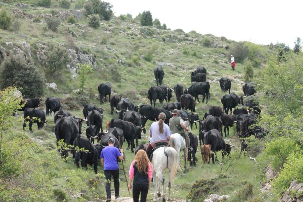 Centro de Estudios del Maestrazgo Turolense (CEMAT) TRASHUMANCIA POR
