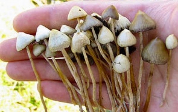 Hongos alucinógenos pueden reiniciar el cerebro de una persona deprimida: estudio Hongos alucinógenos pueden reiniciar el cerebro de una persona deprimida: estudio