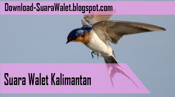 Download Suara Walet Kalimantan