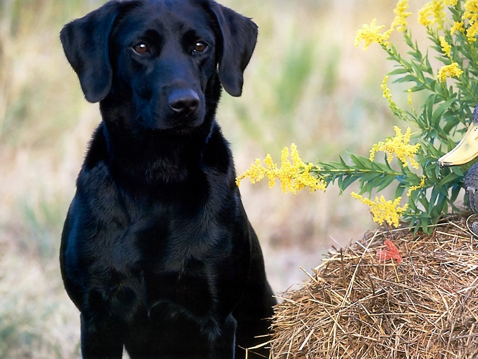 Cute Dogs Labrador Retriever Dog