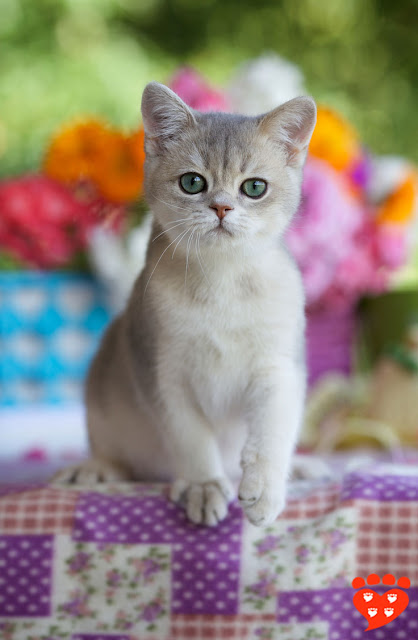 All about kittens: science and how to make our feline friends happy What science tells us about cats, illustrated by a British Shorthair kitten