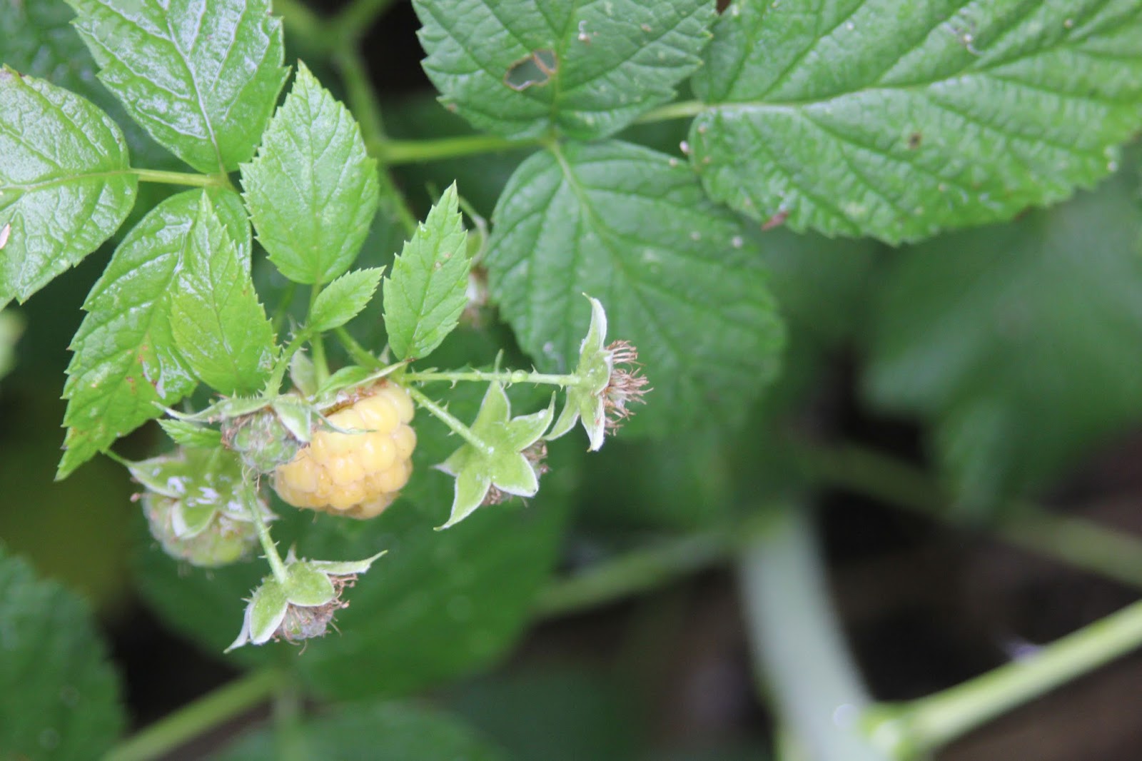 Mudflower Golden Raspberry plants in Australia