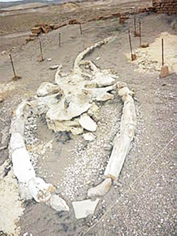 Museo Paleontológico de Sacaco
