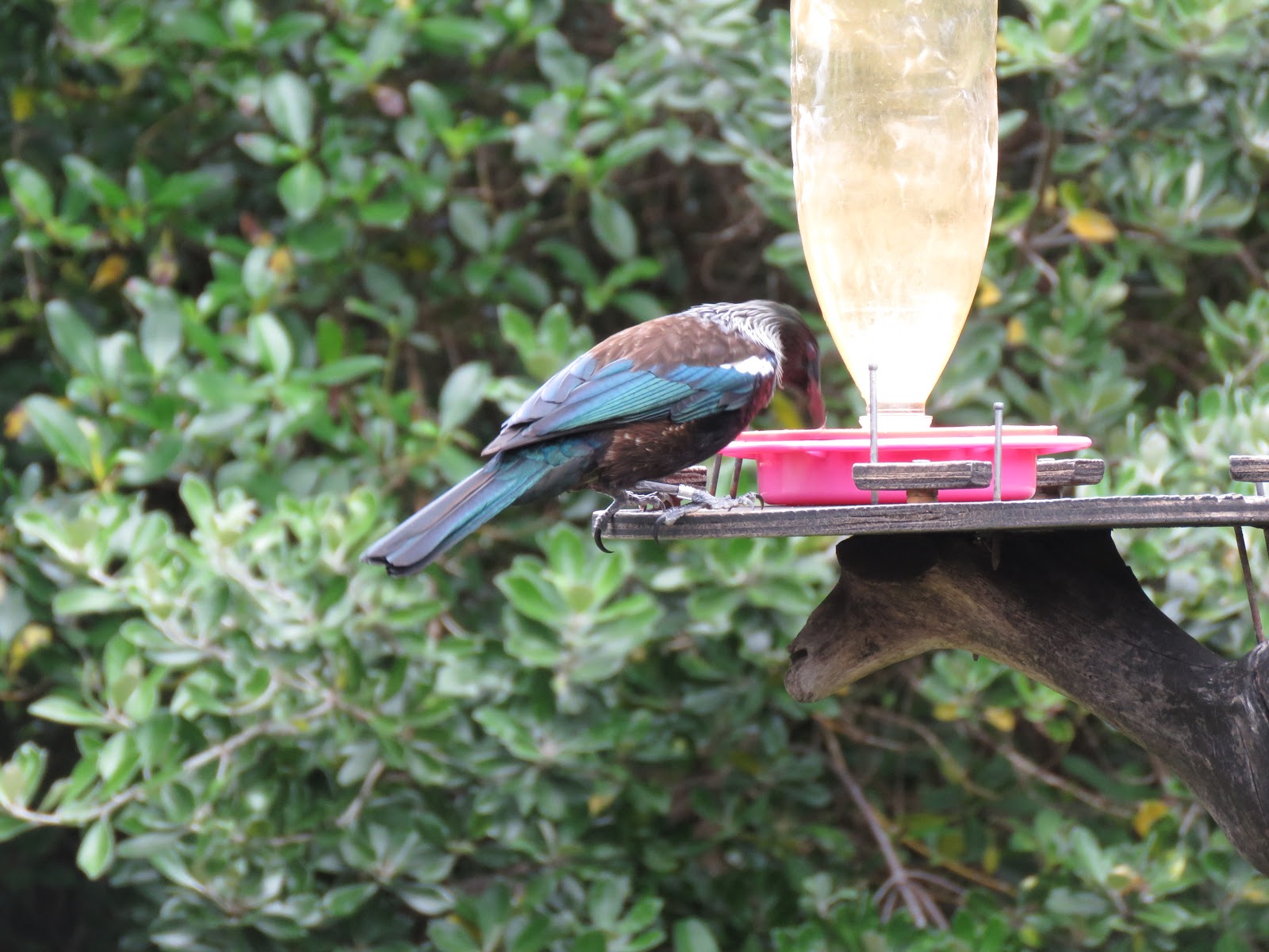 Bird Travel Photos Birding Sites Bird Information Tui At