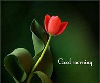 good morning good morning