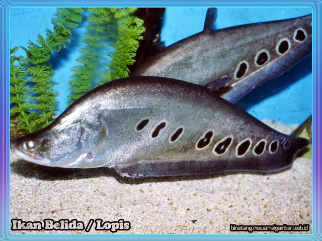gambar ikan belida - ikan lopis