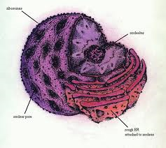 gambar Ribosom