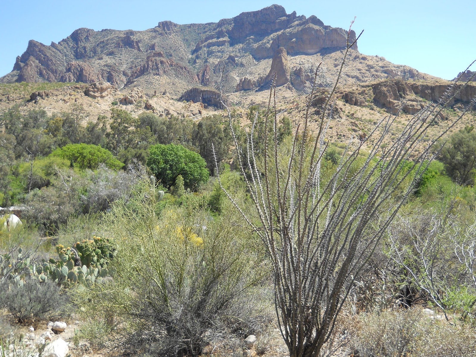 Wild Herb Ways Ocotillo Healing Heart on the Medicine Road