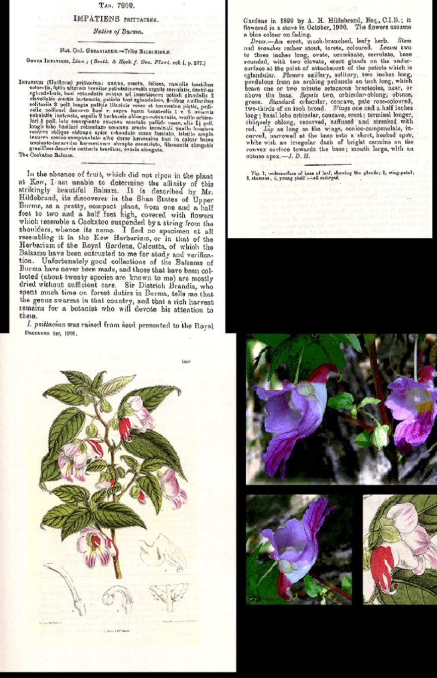 Names Of Tropical Rainforest Plants ImagesKavanahshabbat