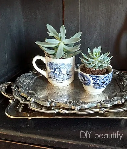 Succulents in teacups