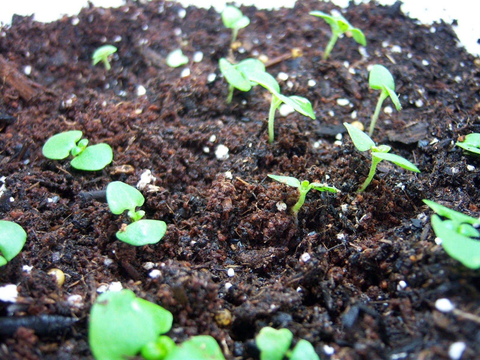 Ravage Reviews Today my basil sprouts were transplanted!