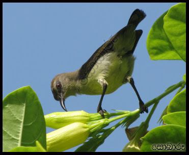 sunbird.jpg