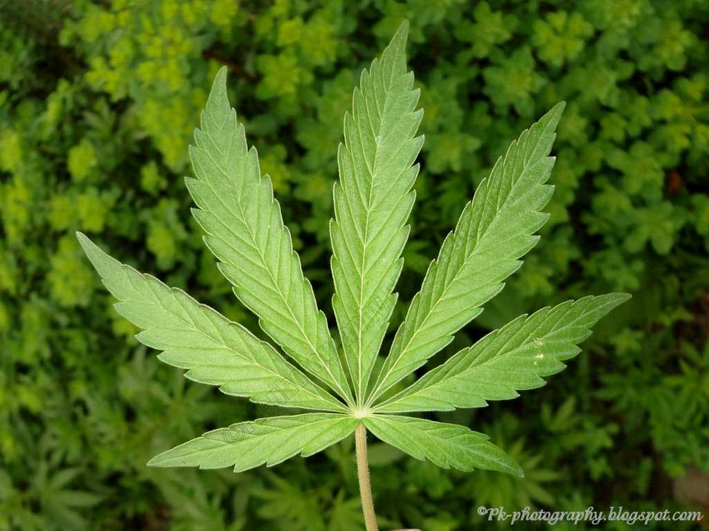 Marijuana Leaf | Nature, Cultural, and Travel Photography Blog