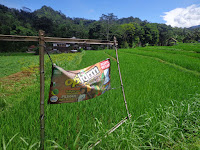 Aplikasi Bio Optifarm pada padi Sri Kuning (part 1)