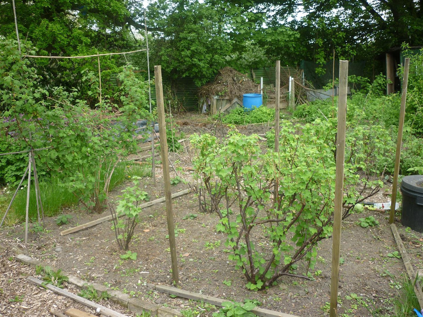Jill's Allotment Simple Fruit Cages
