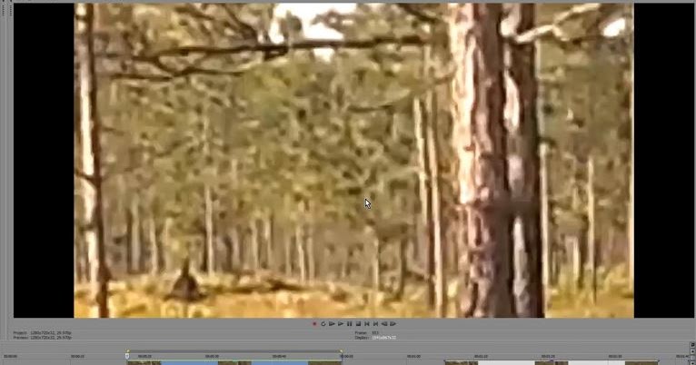 Florida Skunk Ape Shaking Tree Video Breakdown