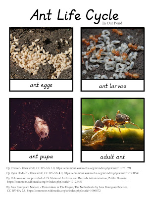 Montessori-Inspired Ant Life Cycle 3-Part Cards // In Our Pond // Great for homeschooling or classroom work, these free printable cards encourage scientific exploration, memorization of the life cycle, and comparisons between insects.