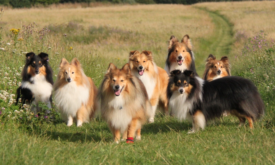 The KNIGHTs Shelties: fun fun fun weekend with the shelties