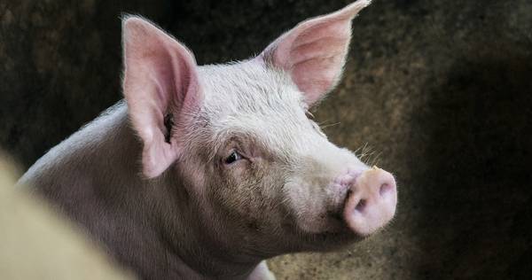 Cerdo, puerco o chancho. Logran restaurar función cerebral de cerdos por horas después de su muerte.