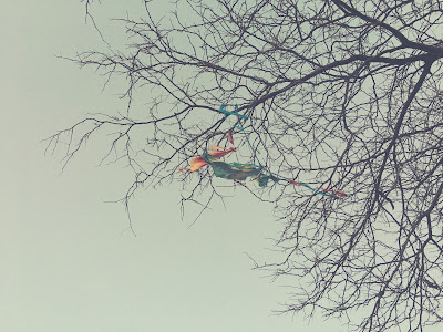 Late autumn reveals / the summer kite whose journey / ended in a tree. // haiku - micropoetry - haikumages