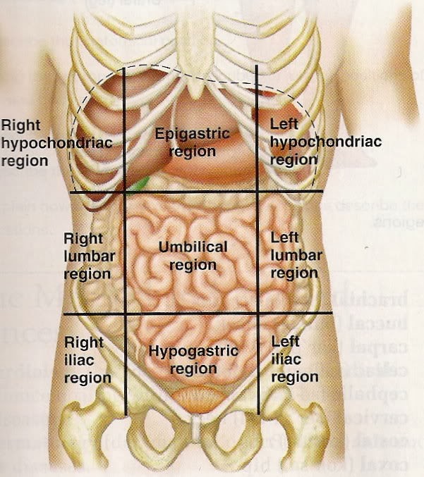 Печет правая сторона. Области животы и органы расположенные. Левой части подреберья органы. Боль в эпигастральной области.