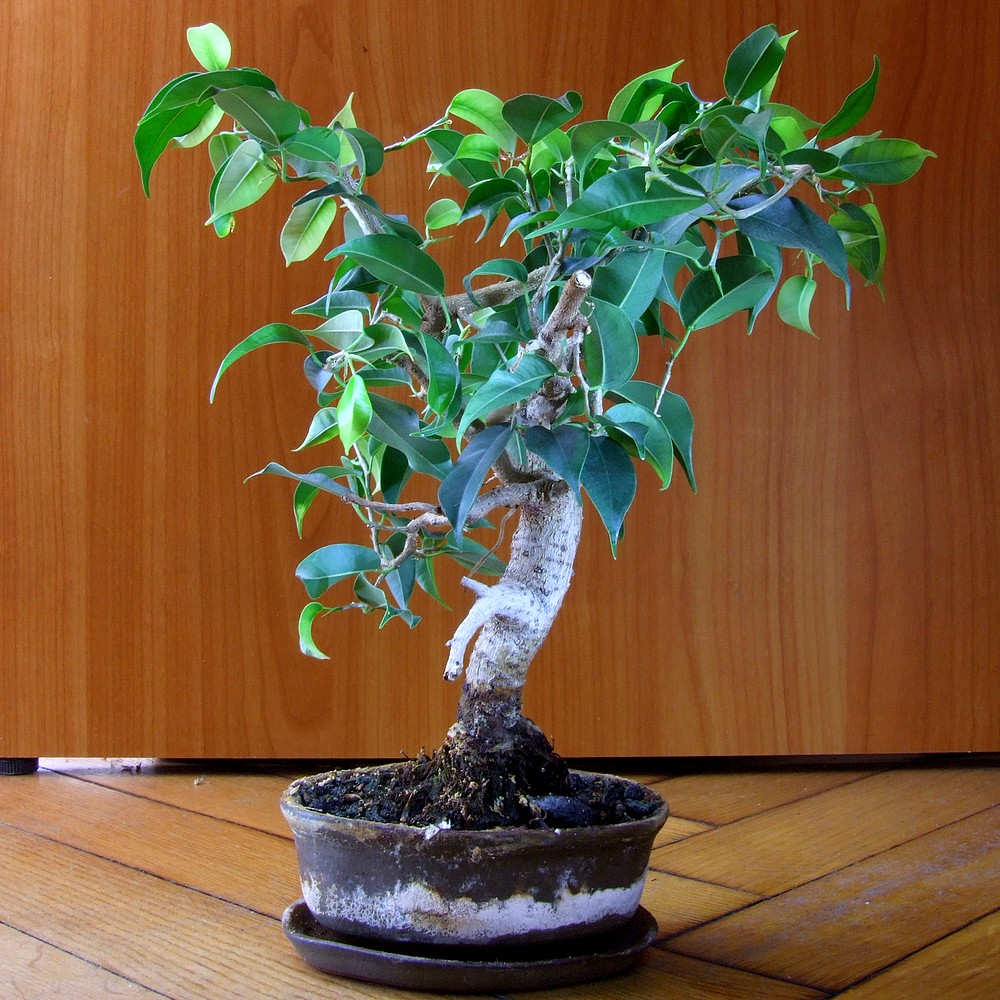 Fikus benjamina bonsai korona drzewka Fikusy, storczyki, bonsai