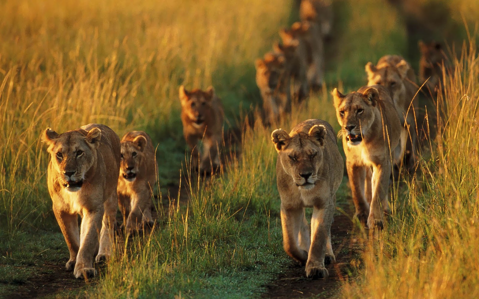 animal-wallpaper-with-a-group-of-lions.j