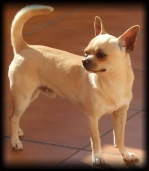 Chihuahua linea americana