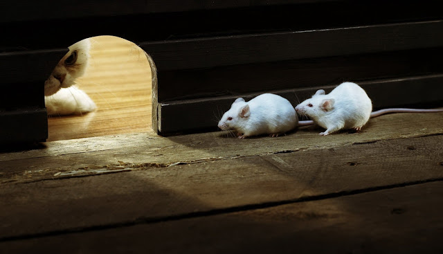 Home Remedies To Get Rid Of Mice Home Remedies To Get Rid Of Mice