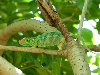 Furcifer pardalis - Caméléon panthère - Endormi Furcifer pardalis - Caméléon panthère - Endormi
