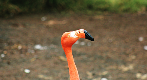 flamingo honolulu zoo hawaii