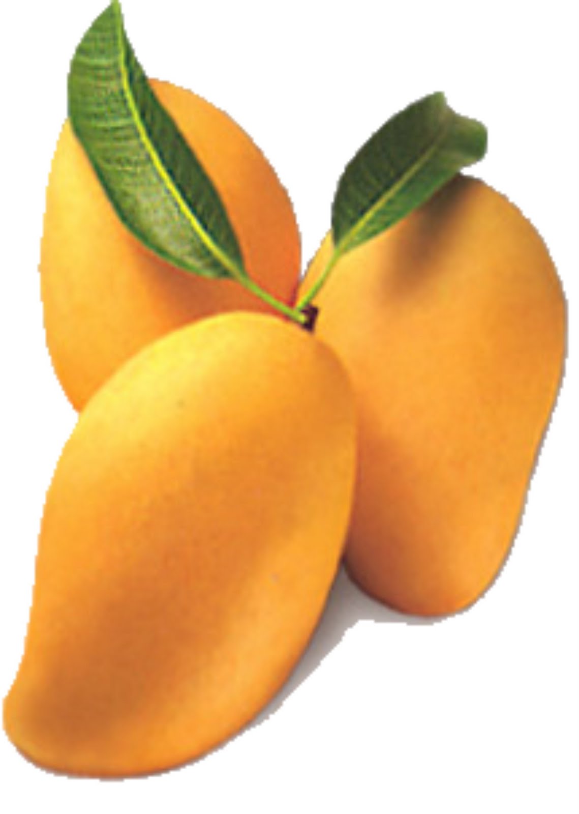 alphonso mangos