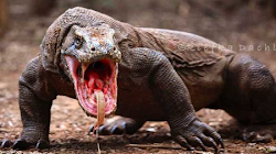 Loài Rồng Komodo to lớn có bốn chân cực độc