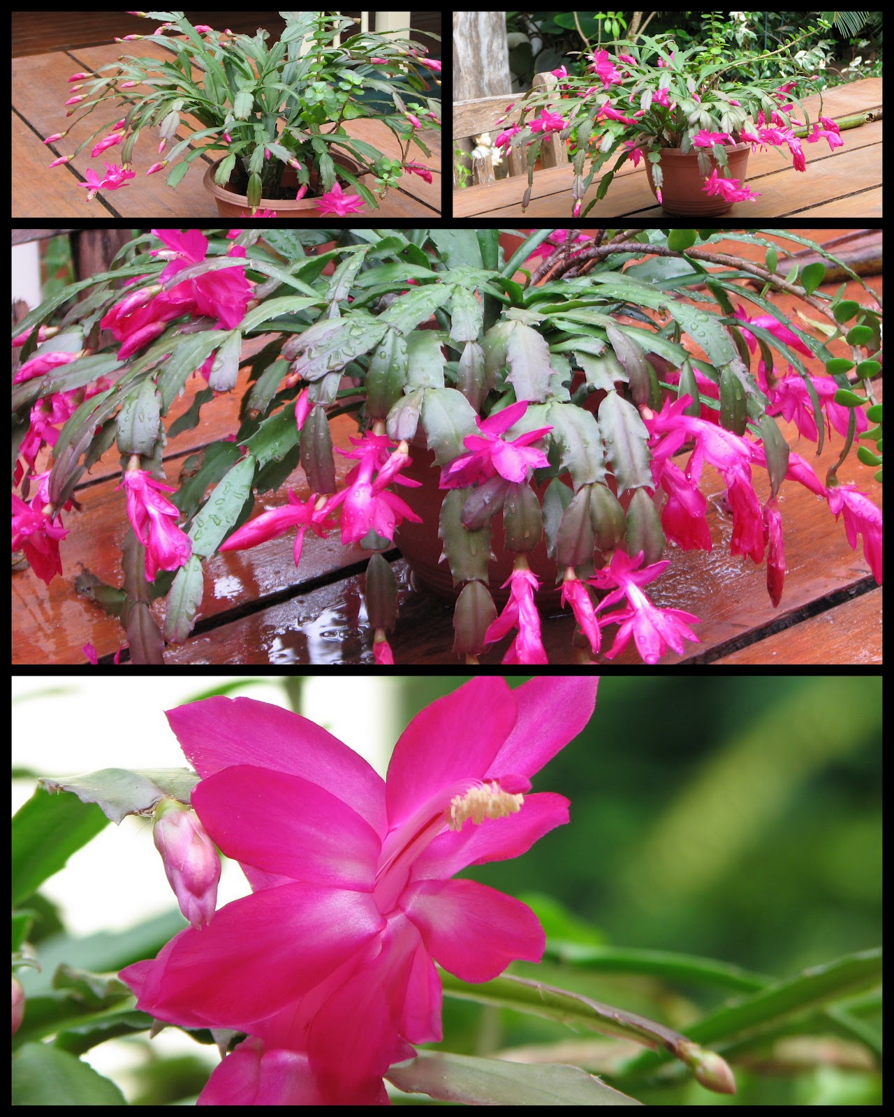 Bush Bernie's Blog Mosaic Monday The most spectacular crab claws!