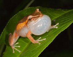 Coqui Frog