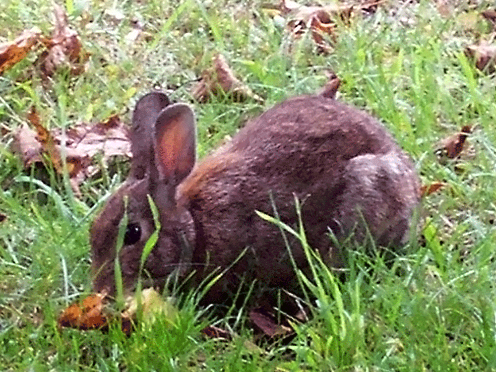 casey/artandcolour Meet Zsa Zsa—"Baby Bunny"!