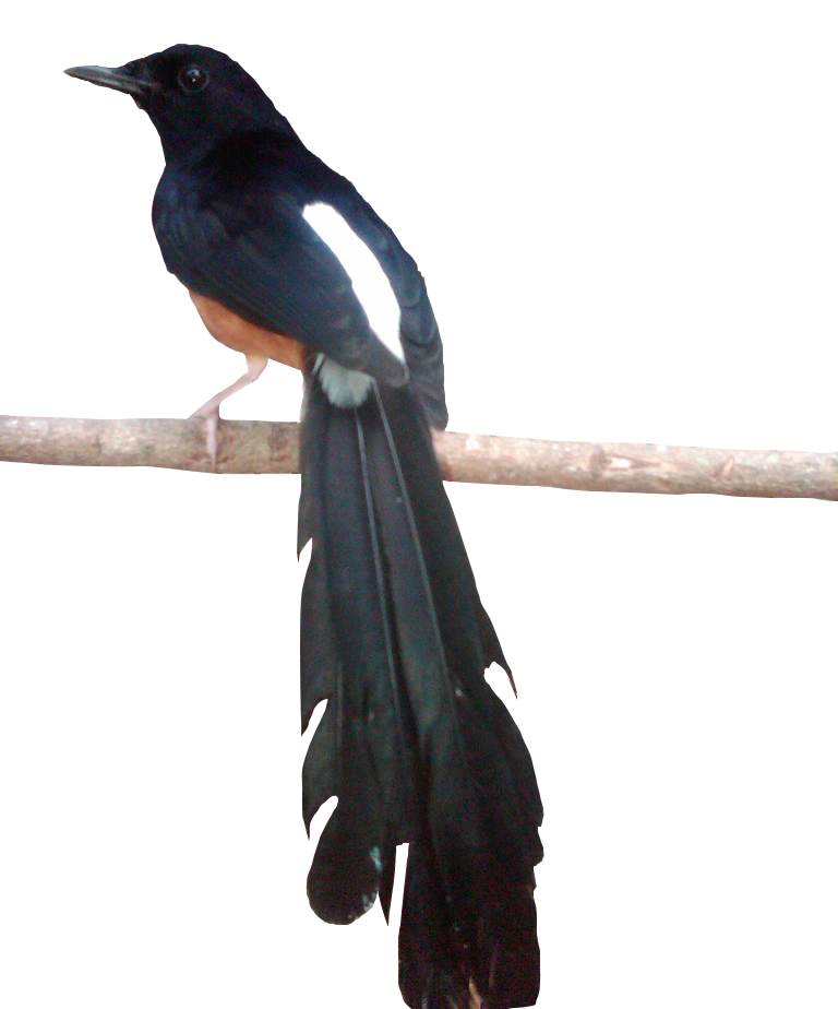Gambar Burung Murai Batu Kartun Klik OK