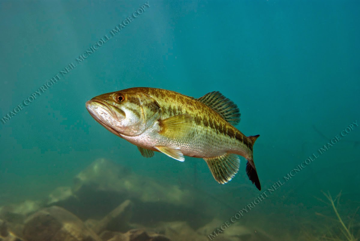 Largemouth Bass Underwater Photography: LARGEMOUTH BASS 3