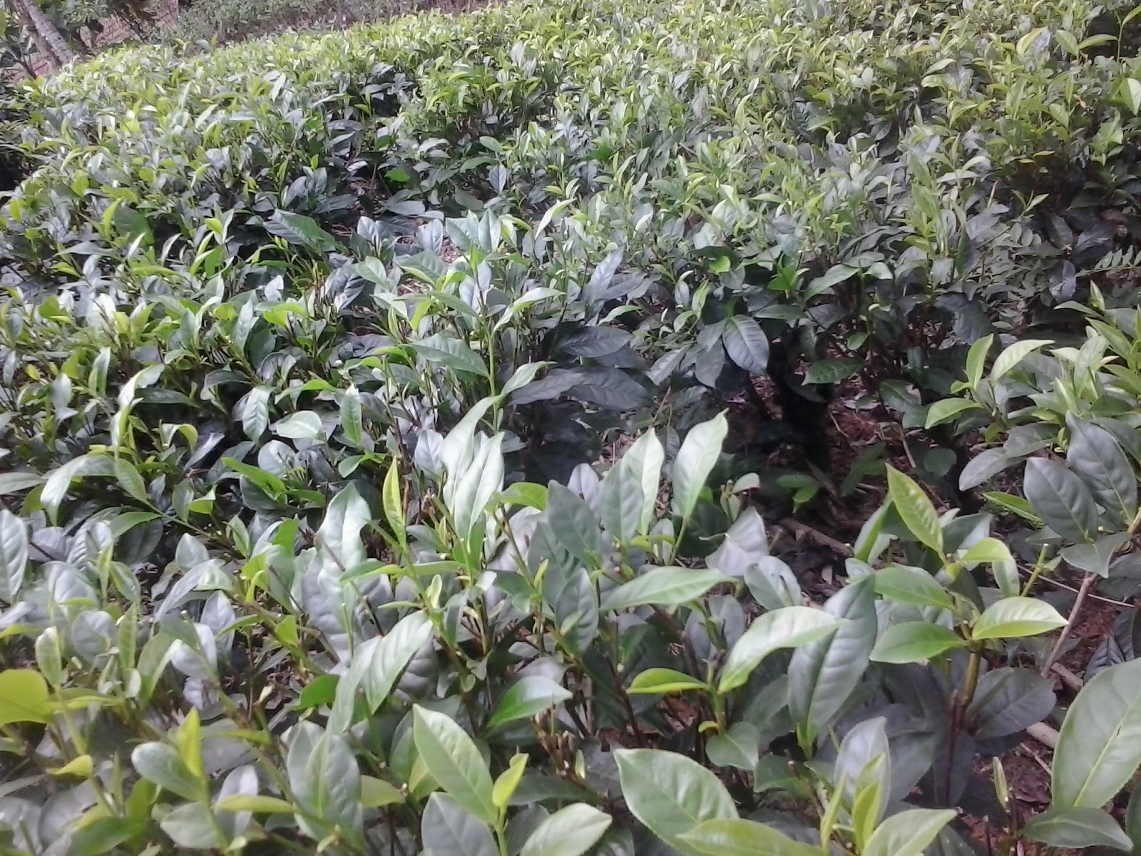 An engineer’s sewing and gardening life... Pruning tea bushes