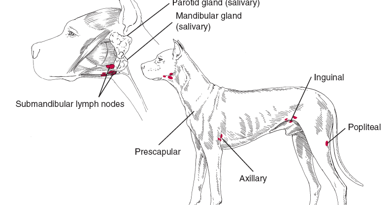 အႀကိတ္မ်ားကိုစမ္းသပ္ျခင္း(Lymph Nodes Palpation) | “ဧရာ”တိရစ္ဆာန်ရောဂ