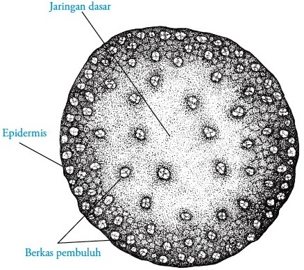 Struktur dan Fungsi Batang pada Tumbuhan Gambar 