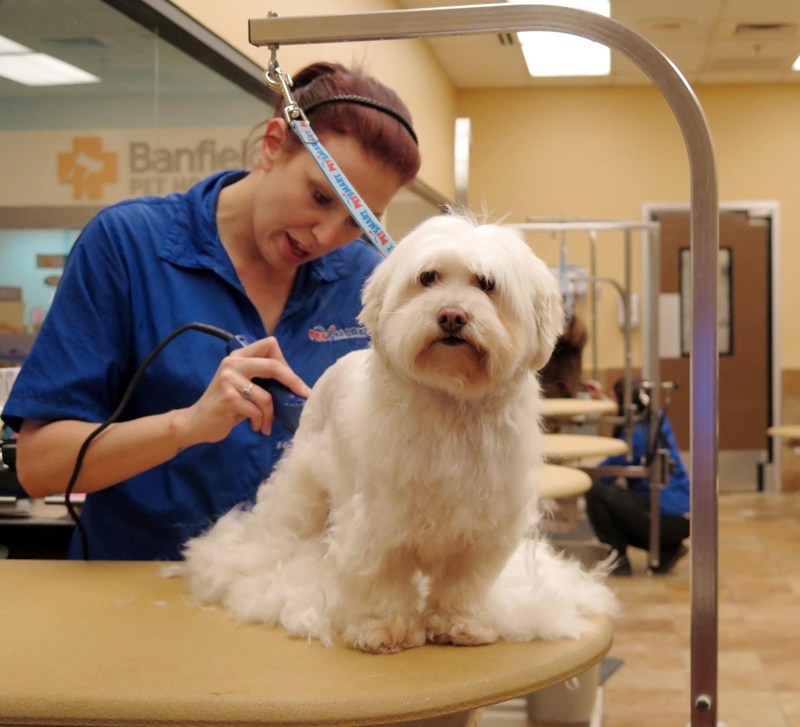  Petsmart Dog Grooming of the decade Check it out now 