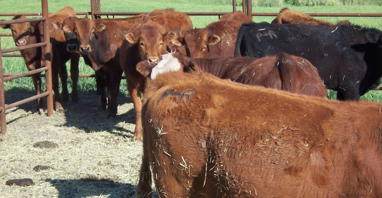 Heroes, Heroines, and History: Brands - A Return Address for Your Livestock