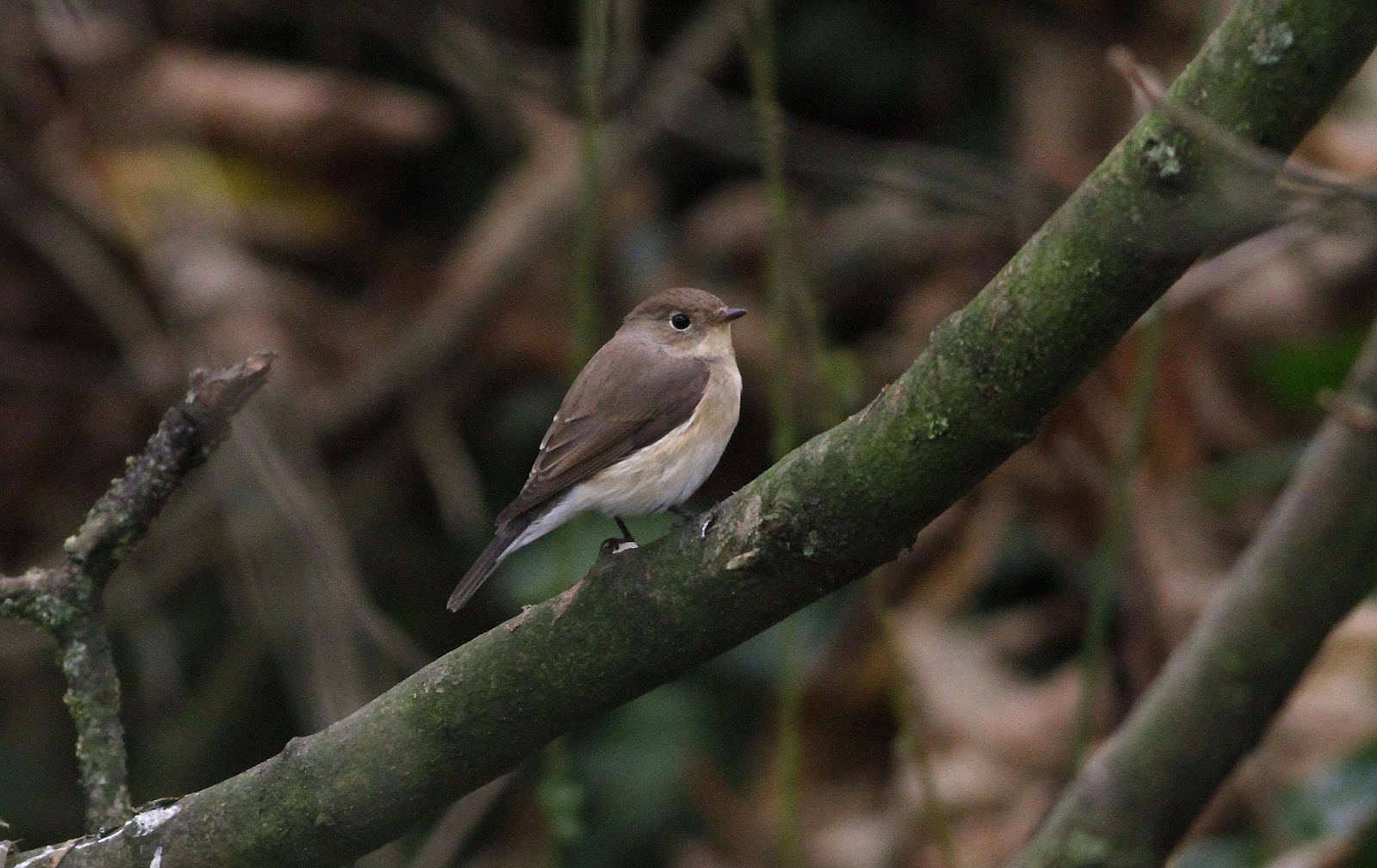 Dorset Birds