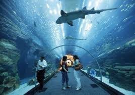 Harga Tiket Purbasari Aquarium Kabupaten Purbalingga, Jawa Tengah
