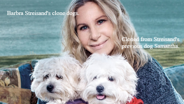 Barbra Streisand's Clone Dogs.