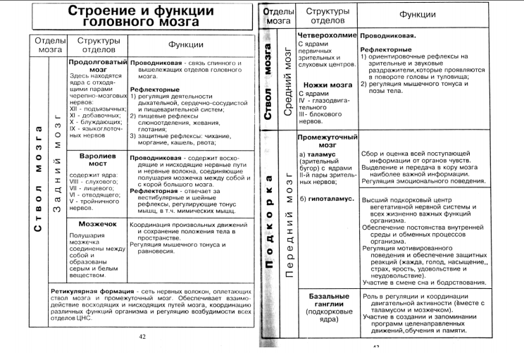 Головной мозг таблица 8 класс