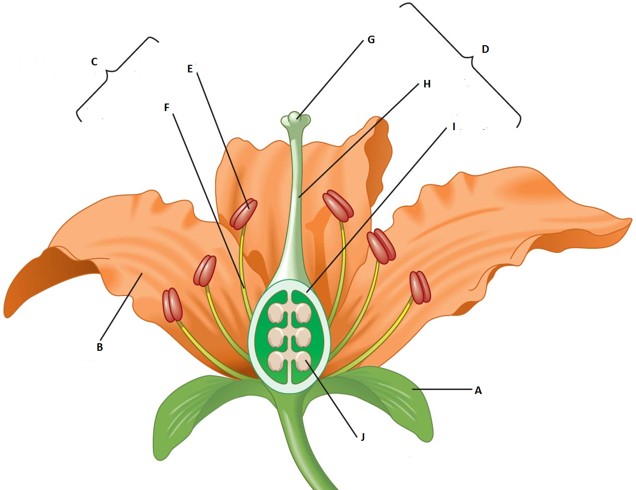 Labelled Flower Diagram