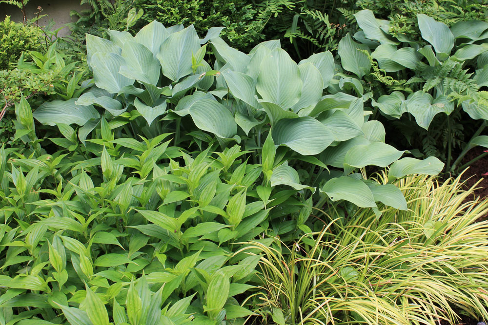 The Rainforest Garden: 8 Reasons to Plant Groundcovers