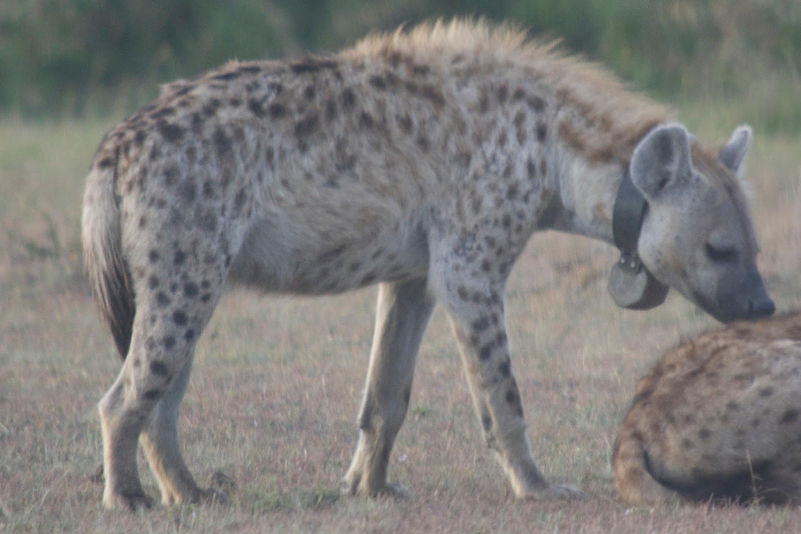Notes From Kenya: MSU Hyena Research: A mating like no other and why it